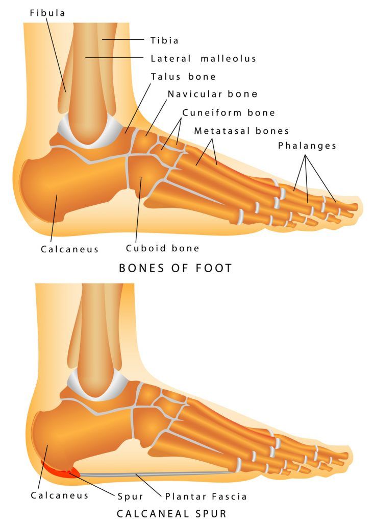 Bones of the Foot and Ankle